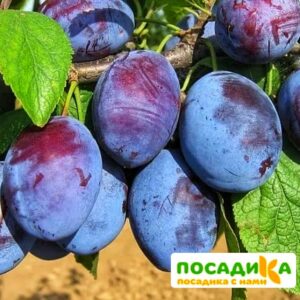 Слива Чачакская ранняя купить по цене от 229.00р. в интернет-магазине «Посадика» с доставкой почтой в в Вилючинске и по всей России – [изображение №1].