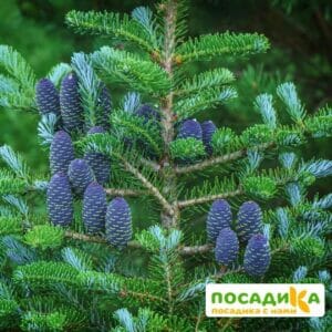 Пихта корейская (Abies koreana) купить по цене от 450.00р. в интернет-магазине «Посадика» с доставкой почтой в в Вилючинске и по всей России – [изображение №1].