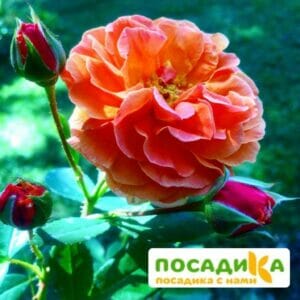 Роза Арабия купить по цене от 350.00р. в интернет-магазине «Посадика» с доставкой почтой в в Вилючинске и по всей России – [изображение №1].