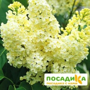 Сирень Примроуз (Primrose) купить по цене от 529.00р. в интернет-магазине «Посадика» с доставкой почтой в в Вилючинске и по всей России – [изображение №1].