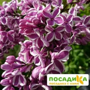 Сирень Сенсация купить по цене от 529.00р. в интернет-магазине «Посадика» с доставкой почтой в в Вилючинске и по всей России – [изображение №1].