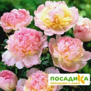 Пион Распберри Сандей (Paeonia Raspberry Sundae) купить по цене от 959р. в интернет-магазине «Посадика» с доставкой почтой в в Вилючинске и по всей России – [изображение №1].