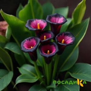Калла Аура Лейс купить по цене от 400р. в интернет-магазине «Посадика» с доставкой почтой в в Вилючинске и по всей России – [изображение №1].