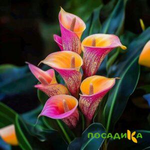 Калла Оникс купить по цене от 450р. в интернет-магазине «Посадика» с доставкой почтой в в Вилючинске и по всей России – [изображение №1].