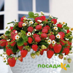 Клубника Рубиновый Шепот (горшечная) купить по цене от 240р. в интернет-магазине «Посадика» с доставкой почтой в в Вилючинске и по всей России – [изображение №1].