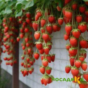 Клубника вьющаяся Комплимент купить по цене от 470р. в интернет-магазине «Посадика» с доставкой почтой в в Вилючинске и по всей России – [изображение №1].