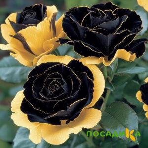 Роза Ханни Сикл купить по цене от 700р. в интернет-магазине «Посадика» с доставкой почтой в в Вилючинске и по всей России – [изображение №1].