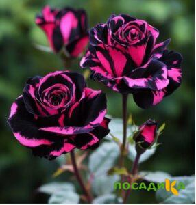 Роза Багровый Шепот купить по цене от 366р. в интернет-магазине «Посадика» с доставкой почтой в в Вилючинске и по всей России – [изображение №1].