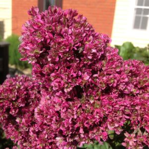 Флокс Филингс купить по цене от 329р. в интернет-магазине «Посадика» с доставкой почтой в в Вилючинске и по всей России – [изображение №1].