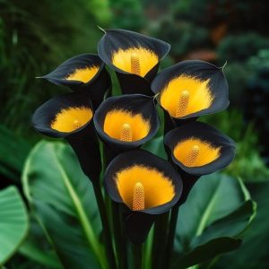 Калла Легато купить по цене от 620р. в интернет-магазине «Посадика» с доставкой почтой в в Вилючинске и по всей России – [изображение №1].