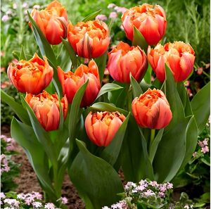 Тюльпан Гудошник Дабл купить по цене от 185р. в интернет-магазине «Посадика» с доставкой почтой в в Вилючинске и по всей России – [изображение №1].