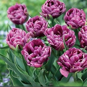 Тюльпан Айс Крим купить по цене от 430р. в интернет-магазине «Посадика» с доставкой почтой в в Вилючинске и по всей России – [изображение №1].