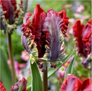 Тюльпан Рококо купить по цене от 350р. в интернет-магазине «Посадика» с доставкой почтой в в Вилючинске и по всей России – [изображение №1].