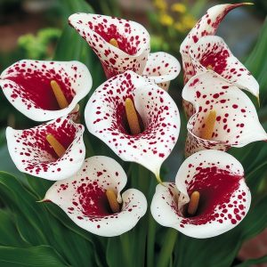 Калла Эмпайр купить по цене от 302р. в интернет-магазине «Посадика» с доставкой почтой в в Вилючинске и по всей России – [изображение №1].