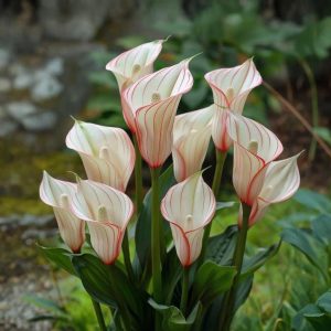 Калла Глейшер купить по цене от 299р. в интернет-магазине «Посадика» с доставкой почтой в в Вилючинске и по всей России – [изображение №1].