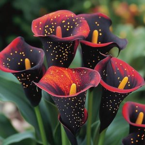 Калла Нуар купить по цене от 299р. в интернет-магазине «Посадика» с доставкой почтой в в Вилючинске и по всей России – [изображение №1].