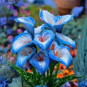 Калла Портрейт купить по цене от 292р. в интернет-магазине «Посадика» с доставкой почтой в в Вилючинске и по всей России – [изображение №1].