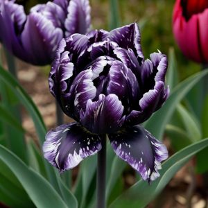 Тюльпан Индиго купить по цене от 600р. в интернет-магазине «Посадика» с доставкой почтой в в Вилючинске и по всей России – [изображение №1].
