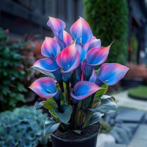 Калла Импрессия купить по цене от 590р. в интернет-магазине «Посадика» с доставкой почтой в в Вилючинске и по всей России – [изображение №1].