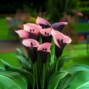 Калла Энигма купить по цене от 291р. в интернет-магазине «Посадика» с доставкой почтой в в Вилючинске и по всей России – [изображение №1].