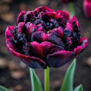 Тюльпан Фламинго купить по цене от 500р. в интернет-магазине «Посадика» с доставкой почтой в в Вилючинске и по всей России – [изображение №1].