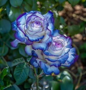 Роза Пэтолз Хоуп купить по цене от 333р. в интернет-магазине «Посадика» с доставкой почтой в в Вилючинске и по всей России – [изображение №1].