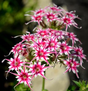 Флокс Метельчатый Путь купить по цене от 456р. в интернет-магазине «Посадика» с доставкой почтой в в Вилючинске и по всей России – [изображение №1].