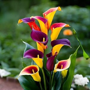 Калла Кристалл купить по цене от 450р. в интернет-магазине «Посадика» с доставкой почтой в в Вилючинске и по всей России – [изображение №1].