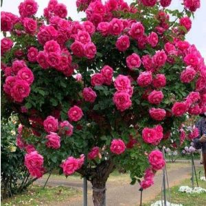 Роза Версаля купить по цене от 232р. в интернет-магазине «Посадика» с доставкой почтой в в Вилючинске и по всей России – [изображение №1].