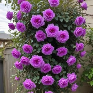 Роза Мистик Уайт купить по цене от 620р. в интернет-магазине «Посадика» с доставкой почтой в в Вилючинске и по всей России – [изображение №1].