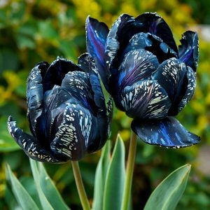 Тюльпан Блю Фог купить по цене от 500р. в интернет-магазине «Посадика» с доставкой почтой в в Вилючинске и по всей России – [изображение №1].