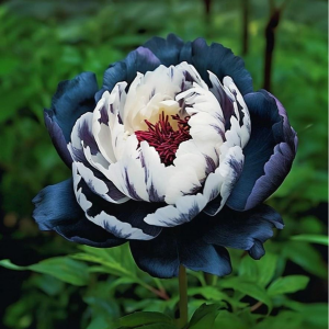 Пион Древовидный Инь-Янь купить по цене от 419р. в интернет-магазине «Посадика» с доставкой почтой в в Вилючинске и по всей России – [изображение №1].