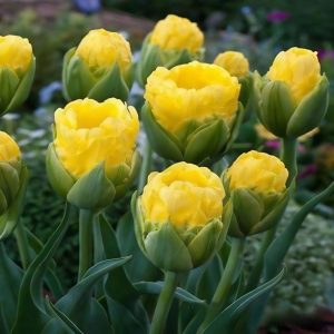 Тюльпан махровый Ванила Коп купить по цене от 159р. в интернет-магазине «Посадика» с доставкой почтой в в Вилючинске и по всей России – [изображение №1].