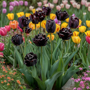 Тюльпан махровый Рейдинс Дарк купить по цене от 230р. в интернет-магазине «Посадика» с доставкой почтой в в Вилючинске и по всей России – [изображение №1].