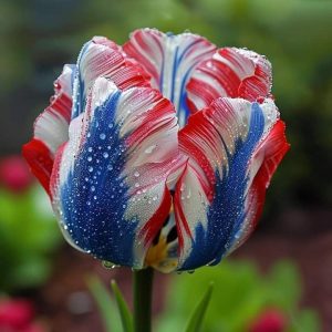 Тюльпан Ремс Сенсейшн купить по цене от 219р. в интернет-магазине «Посадика» с доставкой почтой в в Вилючинске и по всей России – [изображение №1].