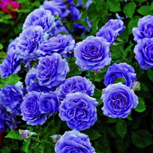 Роза Блю Мун купить по цене от 450р. в интернет-магазине «Посадика» с доставкой почтой в в Вилючинске и по всей России – [изображение №1].