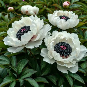 Пион Инк Эн купить по цене от 429р. в интернет-магазине «Посадика» с доставкой почтой в в Вилючинске и по всей России – [изображение №1].