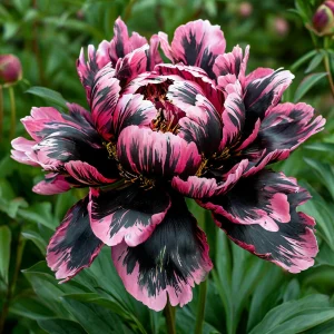 Пион Дроп Руби купить по цене от 469р. в интернет-магазине «Посадика» с доставкой почтой в в Вилючинске и по всей России – [изображение №1].