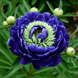 Пион Дримвивер купить по цене от 417р. в интернет-магазине «Посадика» с доставкой почтой в в Вилючинске и по всей России – [изображение №1].