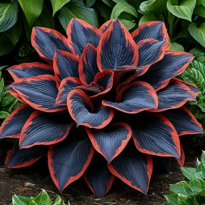 Хоста Солнечный Агат купить по цене от 440р. в интернет-магазине «Посадика» с доставкой почтой в в Вилючинске и по всей России – [изображение №1].