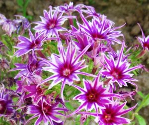 Флокс Звездное Кружево купить по цене от 361р. в интернет-магазине «Посадика» с доставкой почтой в в Вилючинске и по всей России – [изображение №1].