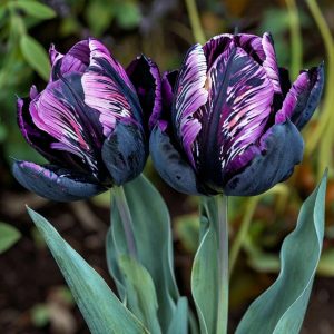 Тюльпан Блэк Каньон купить по цене от 305р. в интернет-магазине «Посадика» с доставкой почтой в в Вилючинске и по всей России – [изображение №1].