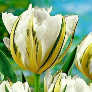 Тюльпан Экзотик Пуруссима купить по цене от 305р. в интернет-магазине «Посадика» с доставкой почтой в в Вилючинске и по всей России – [изображение №1].