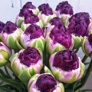 Тюльпан Анаконда купить по цене от 450р. в интернет-магазине «Посадика» с доставкой почтой в в Вилючинске и по всей России – [изображение №1].