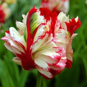 Тюльпан Эстелла Рижнвельд купить по цене от 500р. в интернет-магазине «Посадика» с доставкой почтой в в Вилючинске и по всей России – [изображение №1].