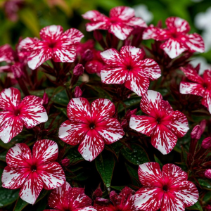 Флокс Ливер Гриммер купить по цене от 590р. в интернет-магазине «Посадика» с доставкой почтой в в Вилючинске и по всей России – [изображение №1].