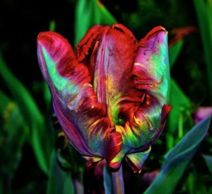 Тюльпан Эирпрайз купить по цене от 270р. в интернет-магазине «Посадика» с доставкой почтой в в Вилючинске и по всей России – [изображение №1].