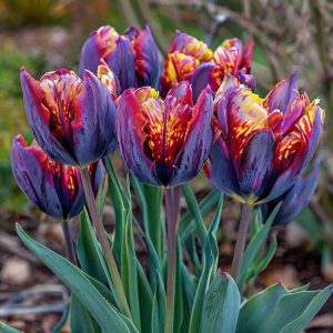 Тюльпан Опал Дрим купить по цене от 207р. в интернет-магазине «Посадика» с доставкой почтой в в Вилючинске и по всей России – [изображение №1].