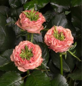 Роза Амбер Инчант купить по цене от 495р. в интернет-магазине «Посадика» с доставкой почтой в в Вилючинске и по всей России – [изображение №1].