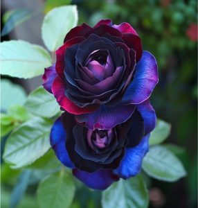 Роза Скарлет Рэвери купить по цене от 489р. в интернет-магазине «Посадика» с доставкой почтой в в Вилючинске и по всей России – [изображение №1].